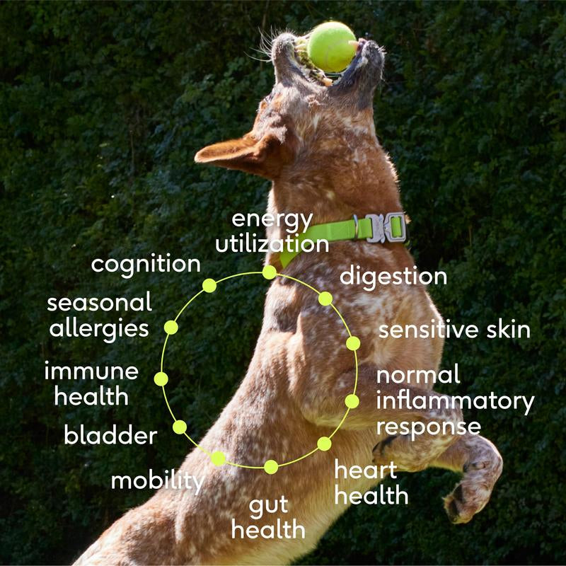 The Daily 11-in-1 Dog Supplement – Immune, Joint, Digestive, Skin & Coat Support – Powder for Puppies & Adult Dogs, All Breeds